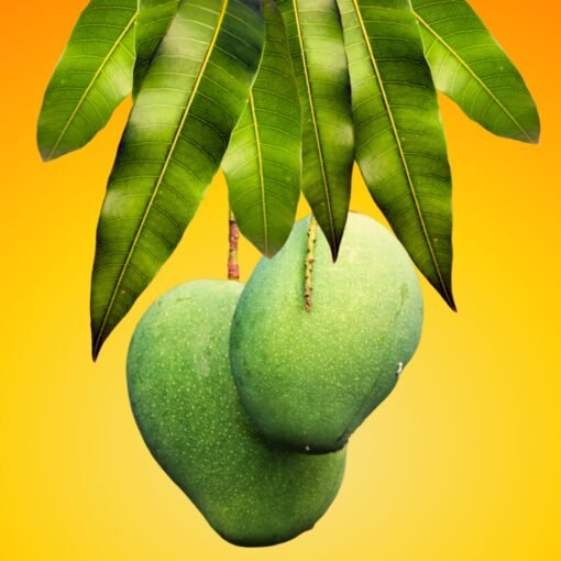 Modicare Soul Flavours Traditional Mango Pickle –दादी माँ की रसोई से 💛 💛 - Image 4