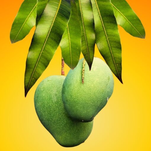 Modicare Soul Flavours Traditional Mango Pickle –दादी माँ की रसोई से 💛 💛 - Image 4