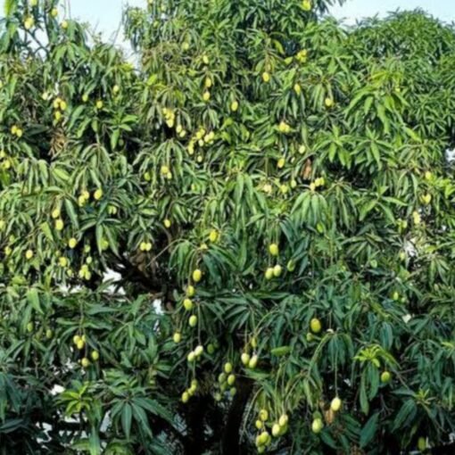 Modicare Soul Flavours Traditional Mango Pickle –दादी माँ की रसोई से 💛 💛 - Image 5